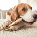 Dog Chewing an Antler Dog Chew