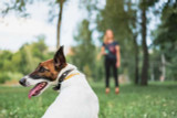 5 Essential Dog Training Tips Every Pup Parent Should Know!