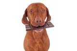 Easter Precautions: The Dangers of Dogs Eating Chocolate