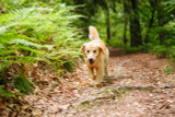 Alabama Rot: An Essential Update for Dog Owners