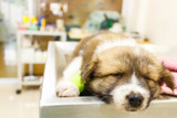 Our Guide To Some Of The Most Common Puppy Illnesses