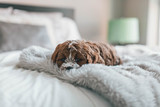 Can dog depression be seasonal? & can your dog suffer S.A.D