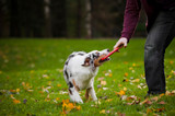 Dog Training - Using Toys for Recall