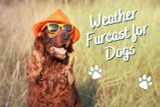 Petplan Introduces Interactive Weather Furcast for Dogs: A First-of-Its-Kind Tool for Safe Summer Walks