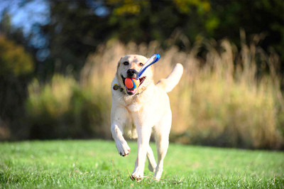 Chuckit Toys at K9 Active