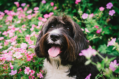 Plant Poisoning in Dogs
