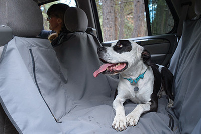 Winter Dog Car Care - Our tips to keep your car clean.