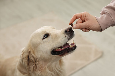 The Power of Positive Reinforcement: Training your Dog to Take Their Medication. 