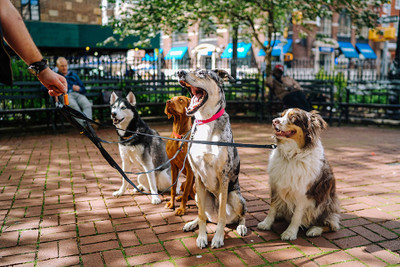 Choosing a Good Dog Walker