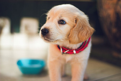 Adorable Dog Is In Massive Trouble In Buffalo, New York