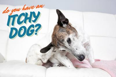 Itchy Dog? Here’s How to Fix It – For Good!