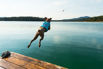 The Ultimate Guide to Choosing the Perfect Life Jacket for Your Dog