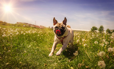 Dog Health - Preventing Heat Stroke