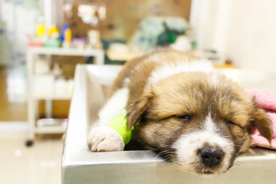 Our Guide To Some Of The Most Common Puppy Illnesses