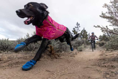 Ruffwear and Beyond: Top Brands for Protective Dog Boots