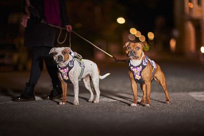 ​The Benefits of Using a Dog Harness: A Guide for Dog Owners