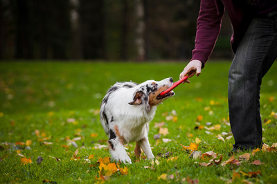 Dog Training - Using Toys for Recall