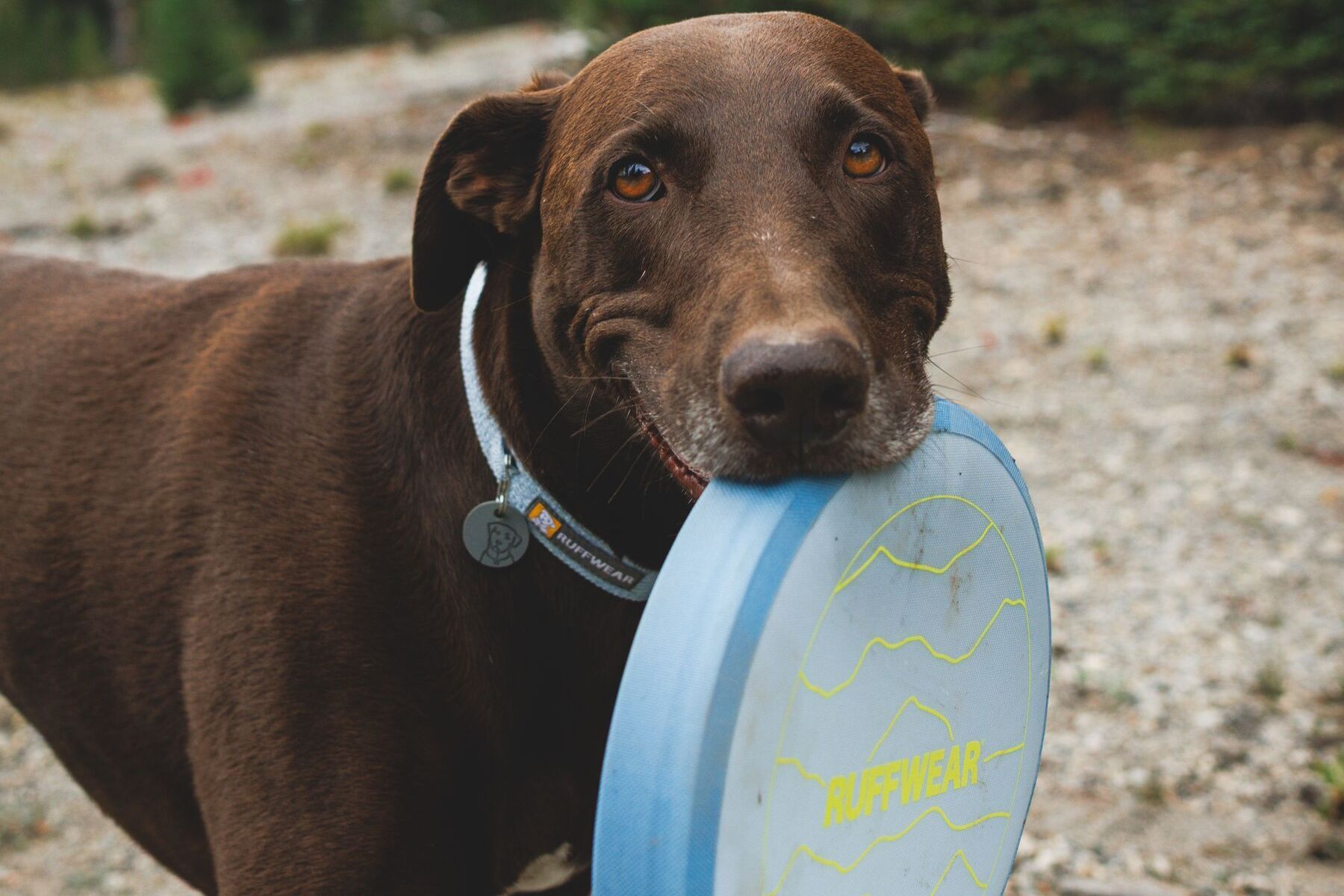 Alternative banner alt