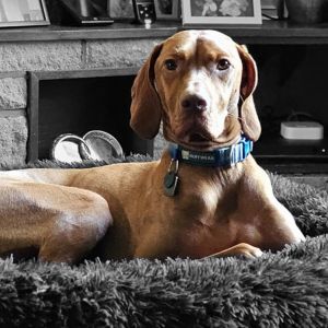 dog photo - skye