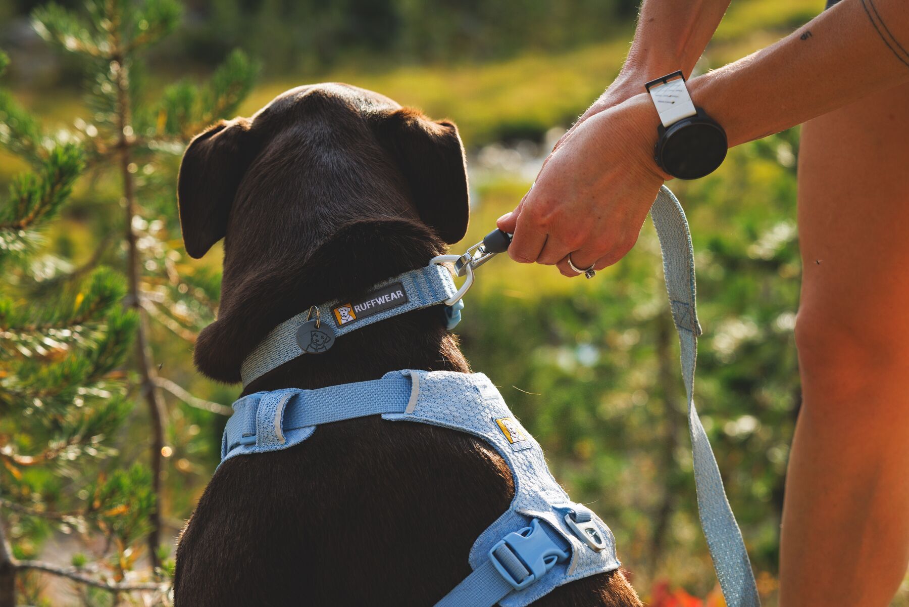 Ruffwear Front Range Flex Dog Collar Strong Connection