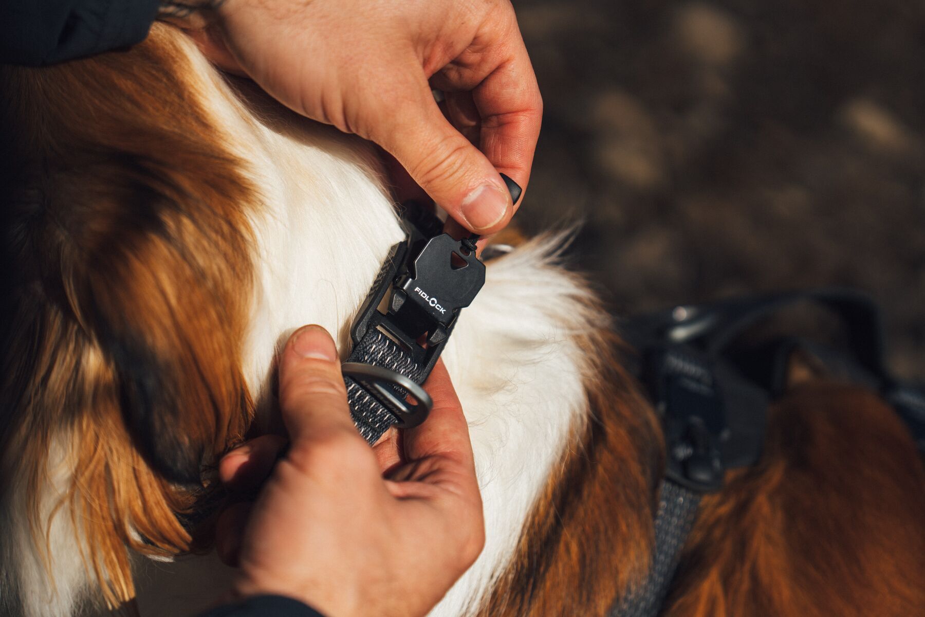 Alternative banner alt