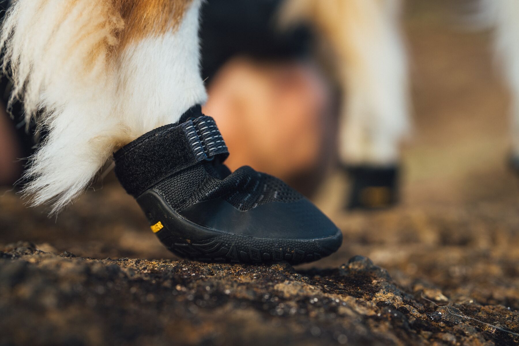 Alternative banner alt