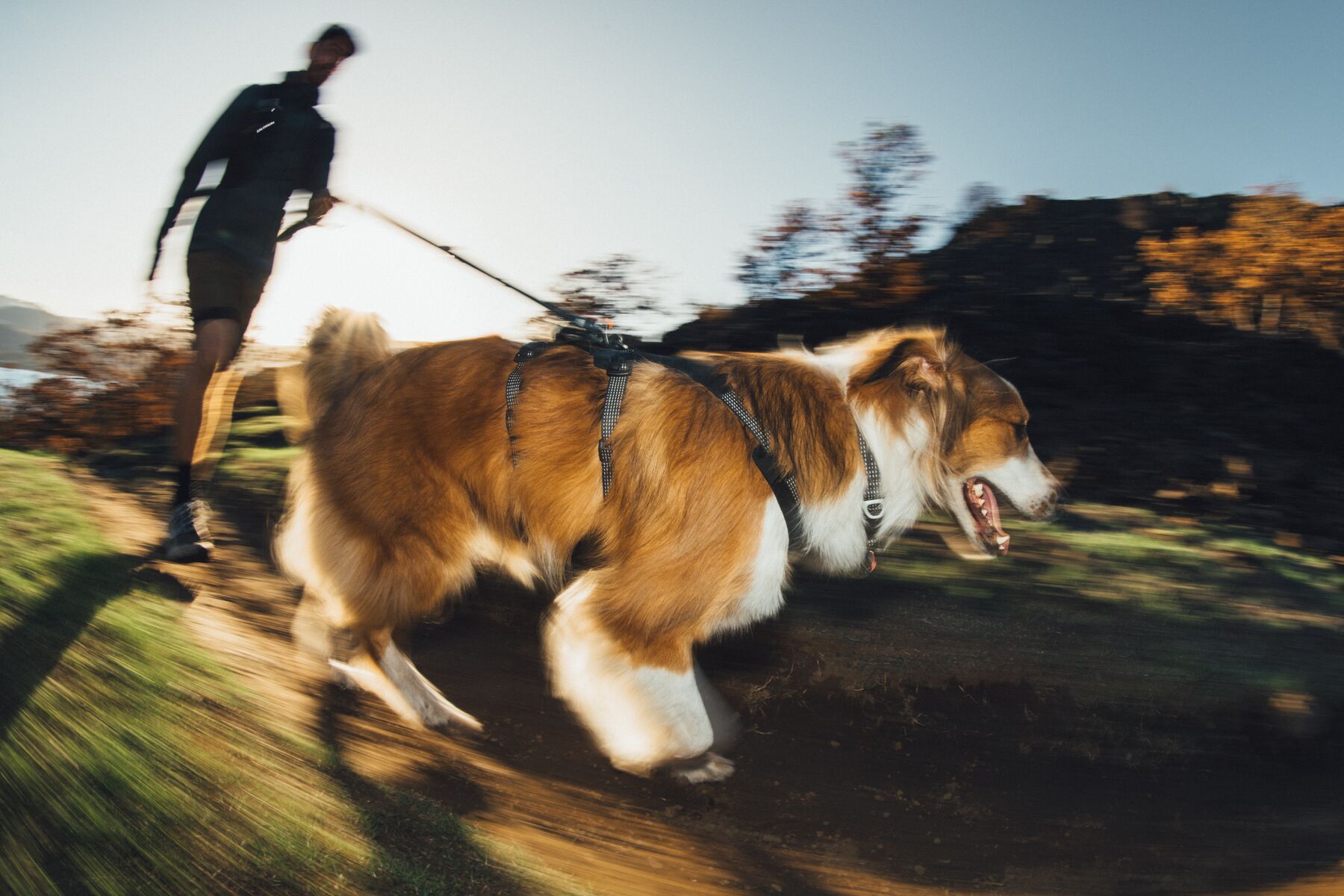 Alternative banner alt