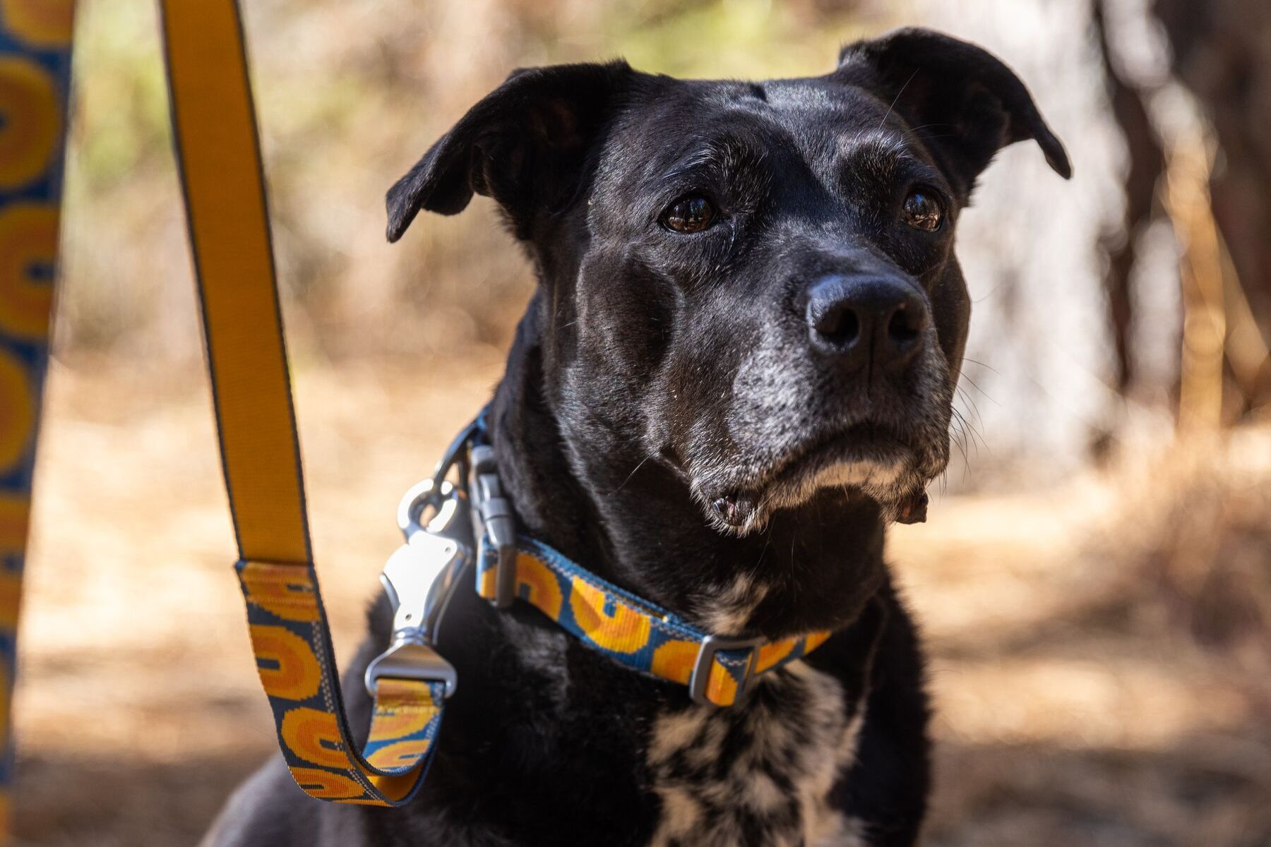 Alternative banner alt