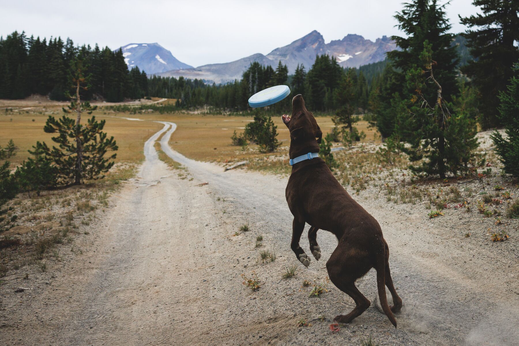 Alternative banner alt