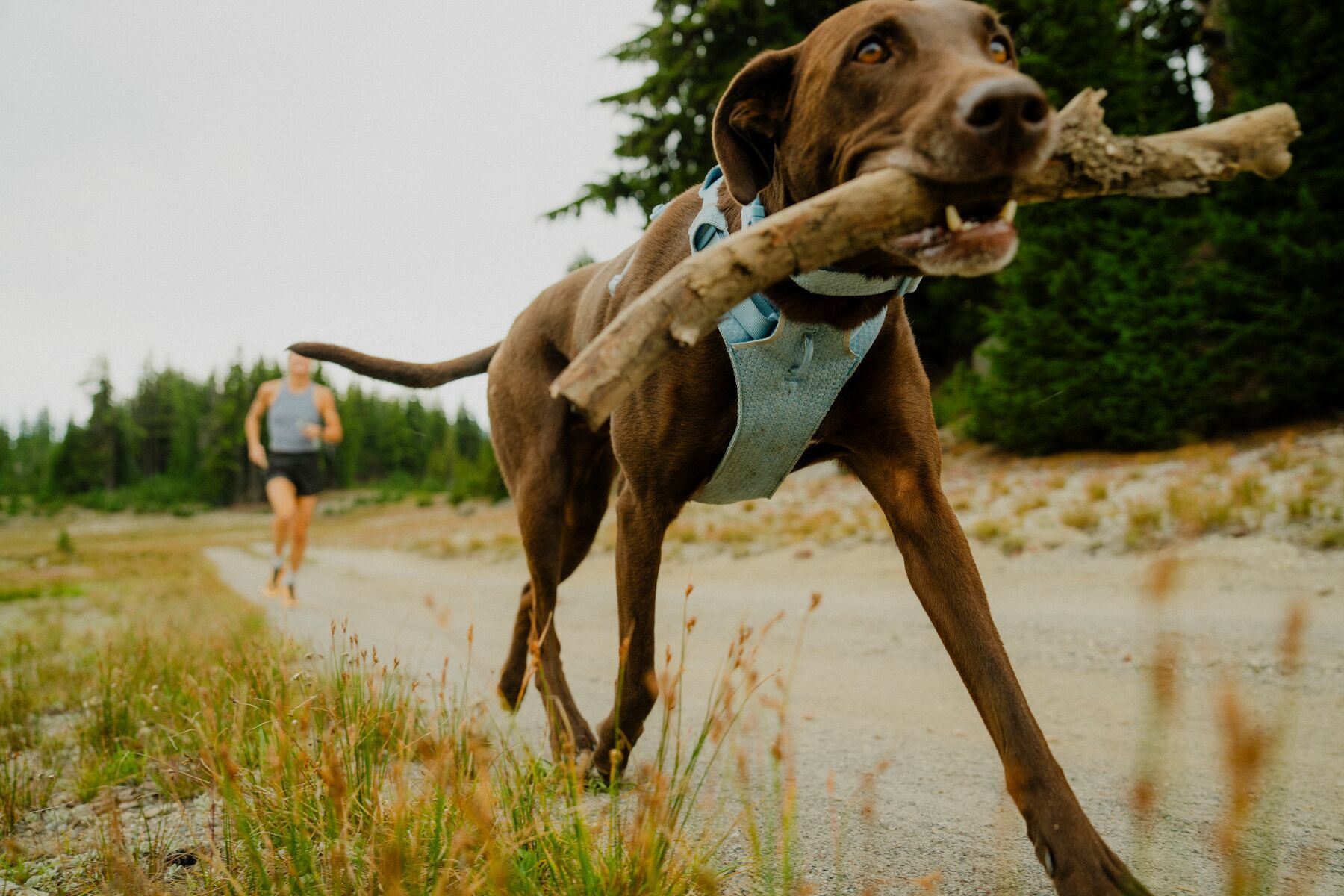 Alternative banner alt