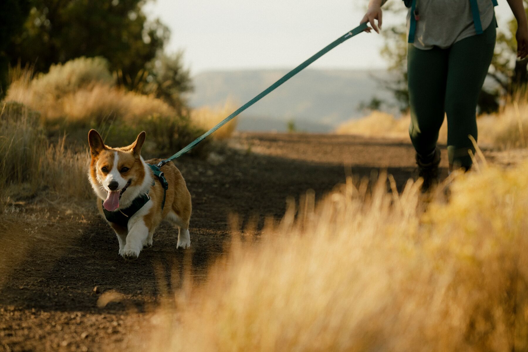 Alternative banner alt