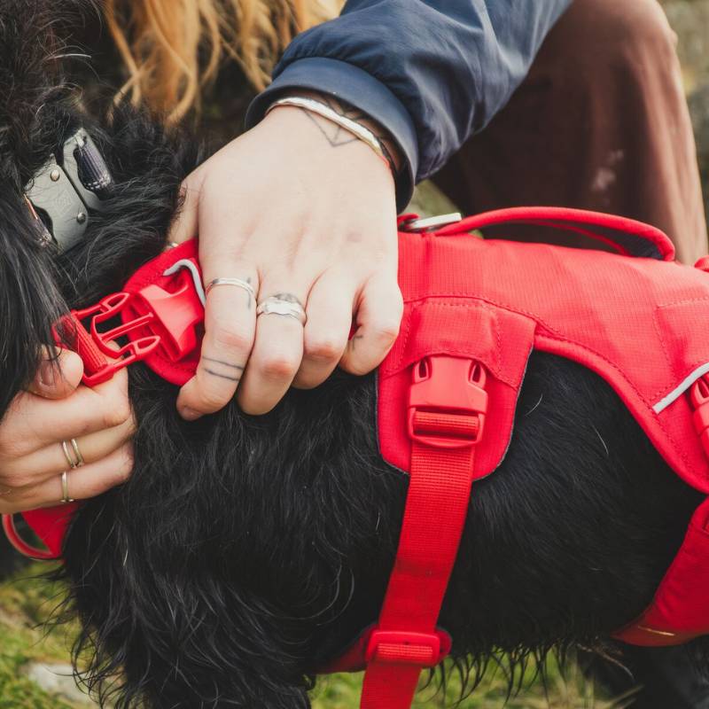 Ruffwear Web Master Dog Harness Secure Supportive Adventure