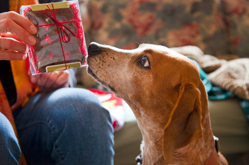 Good will to all men why not Goodwill to all Dogs this year? K9 Active