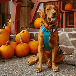 cooper the dog in the shop