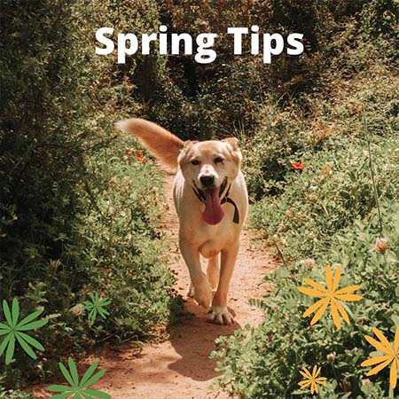 Spring Tips with your dog from K9 Active