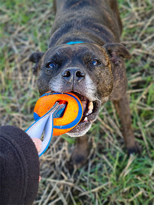 K9 Active brand ambassador playing with Chiuckit Toy