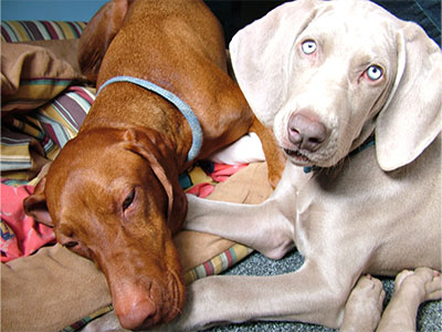 Blue the Vizsla with his new sister Skye