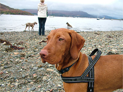 K9 activ Blue on Holiday in Oban