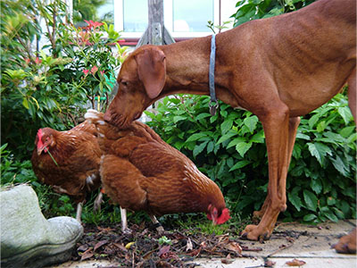 BLue and his favourite backyard Chickens