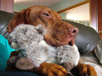 K9 Active Blue the Vizsla with his Fluff & Tuff dog toy