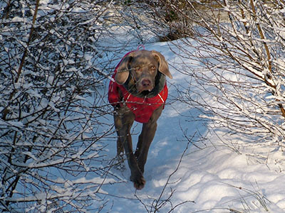 Chez sporting Hurtta's winter coat iduring the 2009/10 severe winter