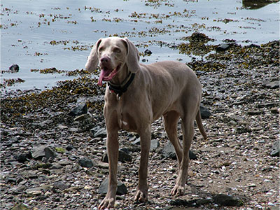 Chez from K9 Active on holiday in Oban, Scotland