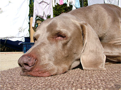 K9 Active's Chez resting his eyes while sunning in the back garden