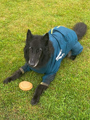 Dexter sporting the Hurtta Overalls and his favourite disc toy.