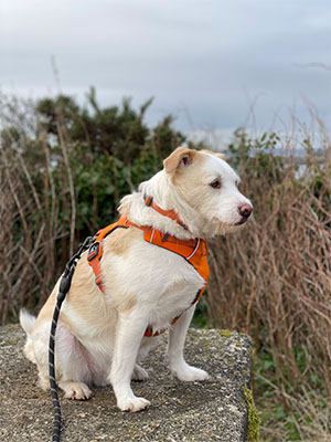 K9 Active Ambassador Finn wearing the Ruffwear Front Range Harness