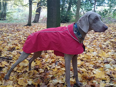 K9 Active's Kaizer showing off some Ruffwear Gear