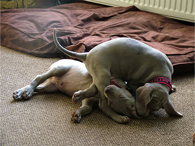 Kaizer playing with his sister Skye when they were pups