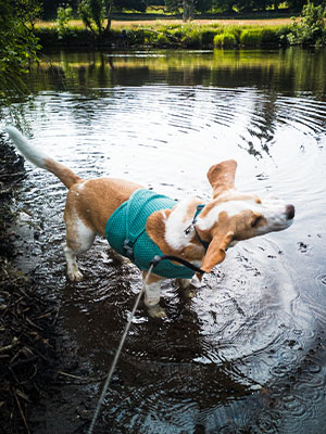 Murphy in the Hurtta Weekend Warrior Harness