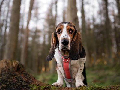 K9 Active Ambassador Skylar the Basset Hound