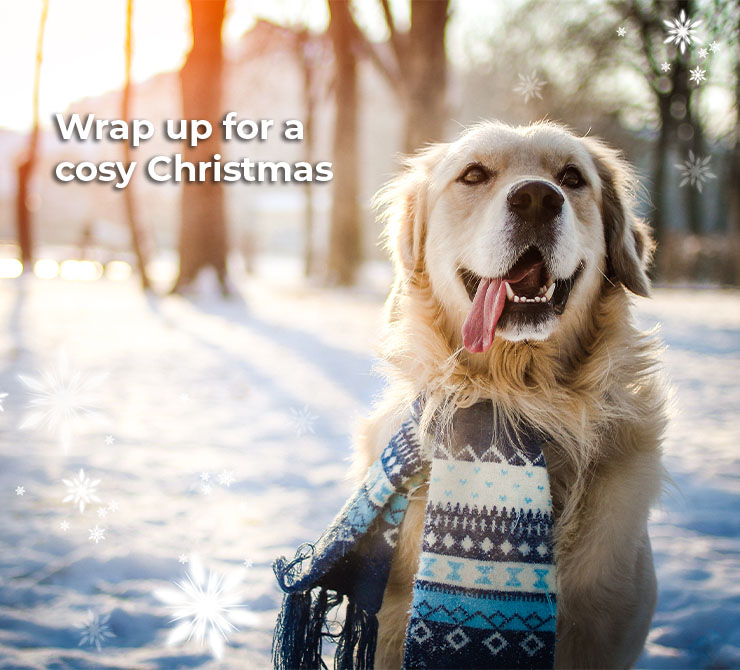 christmas boots for dogs